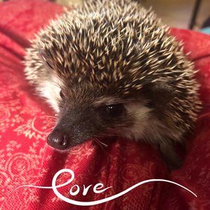 Meet your Posher, Connie